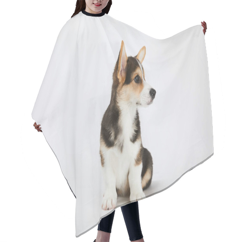 Personality  Cute Corgi Puppy Sitting And Looking Away On White Background Hair Cutting Cape