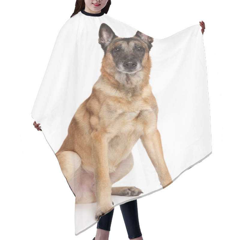 Personality  Adult Belgian Shepherd Dog Hair Cutting Cape