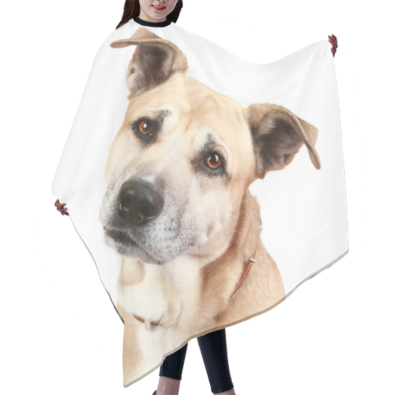 Personality  Staffordshire Terrier Dog Hair Cutting Cape