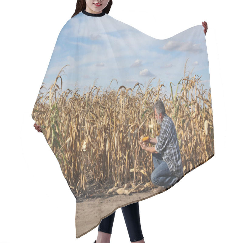 Personality  Farmer Or Agronomist Examining Corn Plant In Field After Drought, Harvest Time Hair Cutting Cape