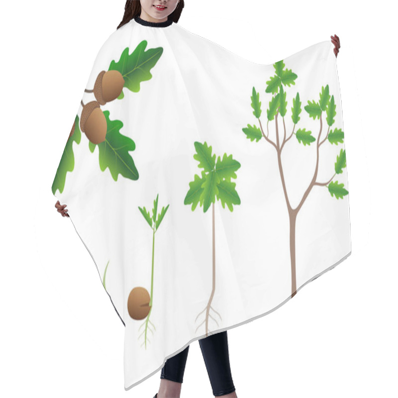 Personality  Sequence Of A Oak Tree Growing Isolated On White. Hair Cutting Cape