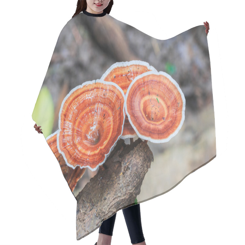 Personality  Brown Mushrooms In The Forest Hair Cutting Cape