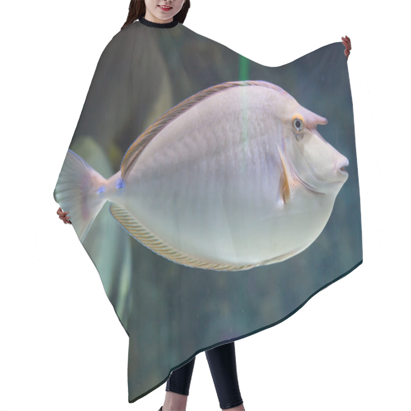 Personality  Bluespine Unicornfish (Naso Unicornis). Hair Cutting Cape