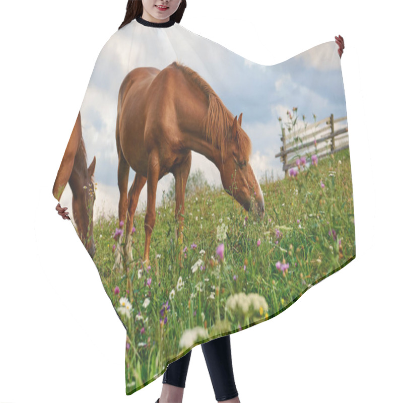 Personality  Horses Is On Beautiful Pasture In A Mountains, Summer Landscape, Bright Cloudy Sky And Sunlight, Wildflowers, Brown Toned Hair Cutting Cape