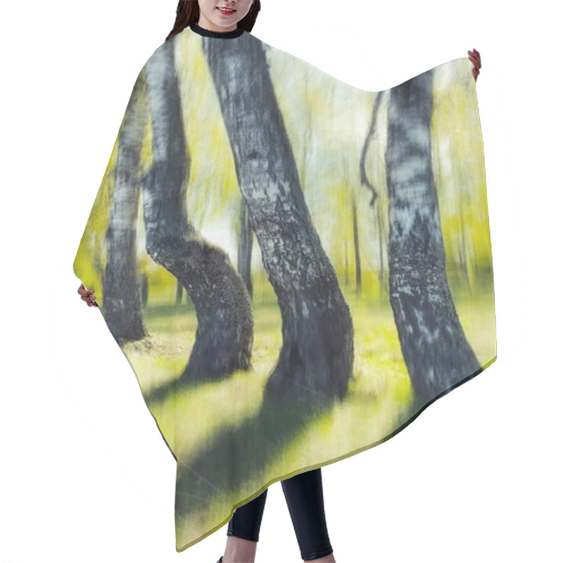 Personality  Three Birch Trees With Graceful Curves In A Soft, Sunlit Meadow. Hair Cutting Cape