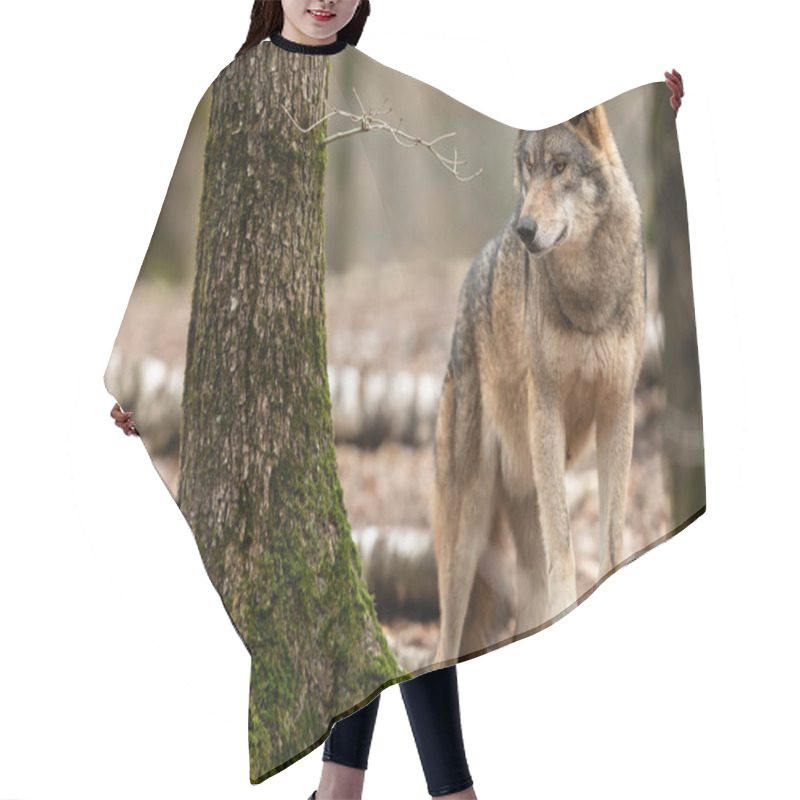 Personality  Grey Wolf In The Forest During The Spring Hair Cutting Cape