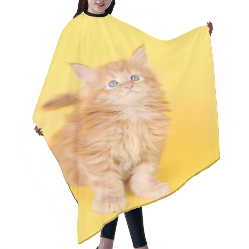 Personality  Maine Coon Kitten On A Yellow Background Hair Cutting Cape