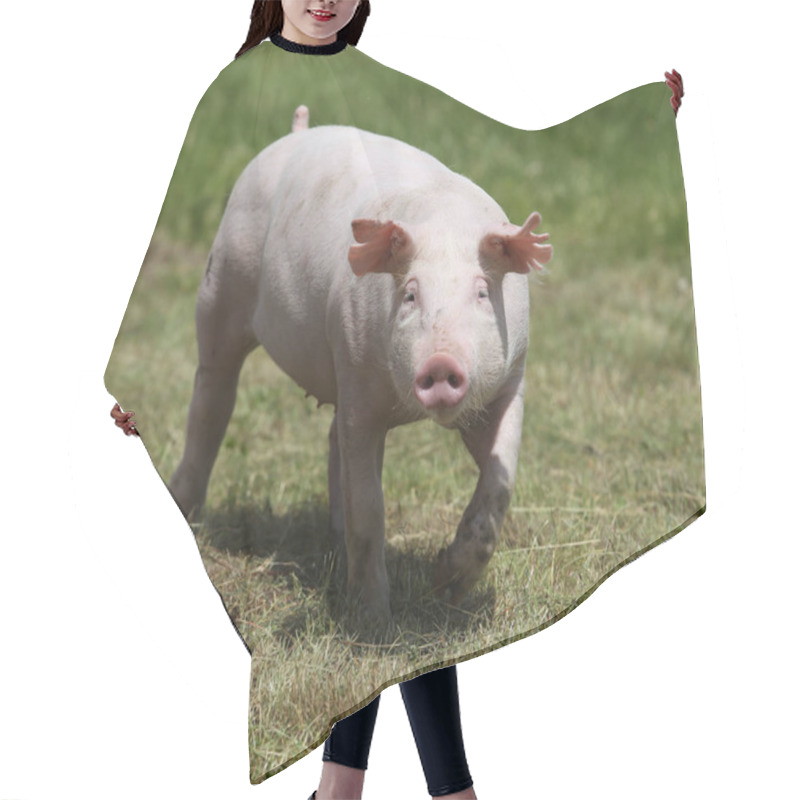 Personality  Little Pink Growing Piglet Grazing On Rural Pig Farm Hair Cutting Cape