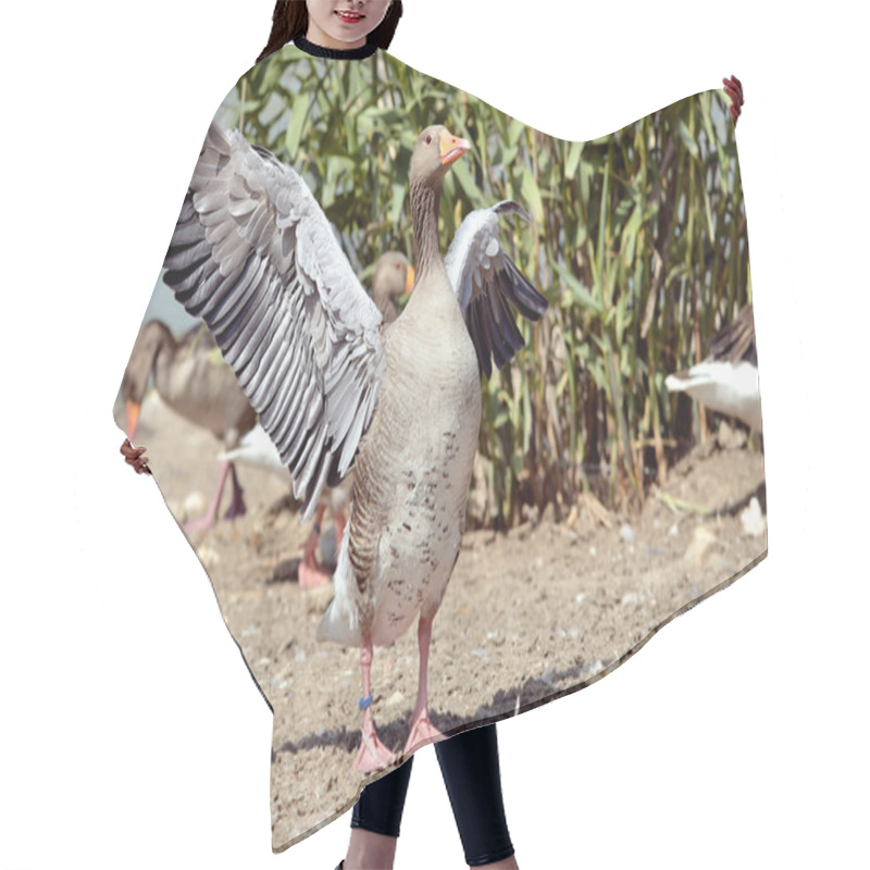 Personality  Greylag Goose Wings Opened Hair Cutting Cape