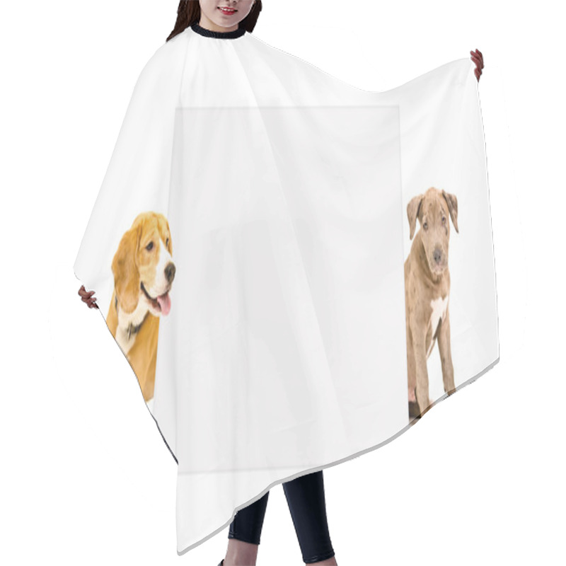 Personality  Pit Bull Puppy And Beagle Dog Peeking From Behind Poster Hair Cutting Cape