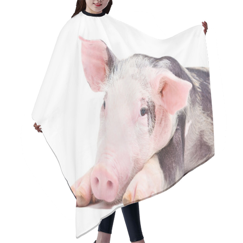 Personality  Portrait Of The Pig Hair Cutting Cape