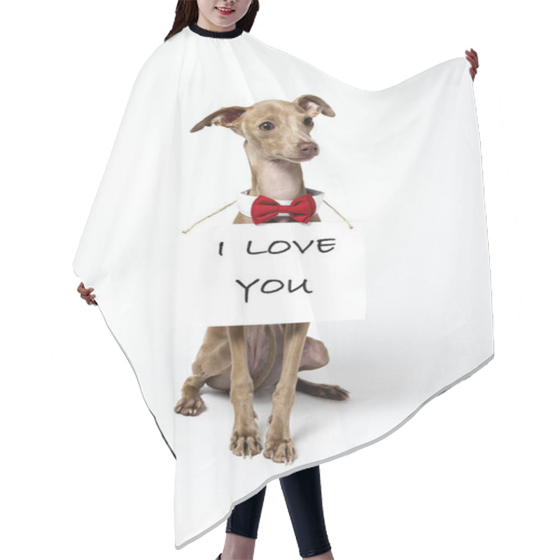 Personality  Italian Greyhound Piccolo Dog Portrait Hair Cutting Cape