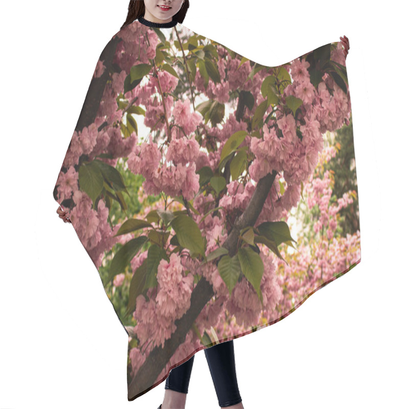 Personality  Branches Of Sakura In Full Bloom With Delicate Pink Flowers, Creating A Peaceful And Picturesque Scene. A Stunning Representation Of Spring And Renewal In Nature. Hair Cutting Cape