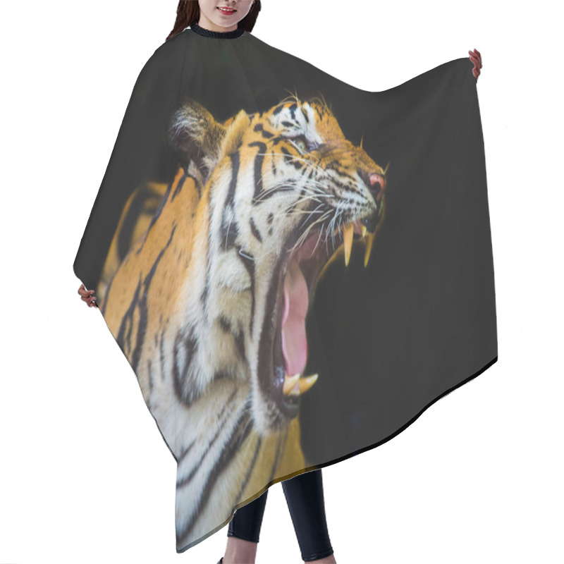 Personality  The Tiger Roars And Sees Fangs Preparing To Fight Or Defend. Hair Cutting Cape