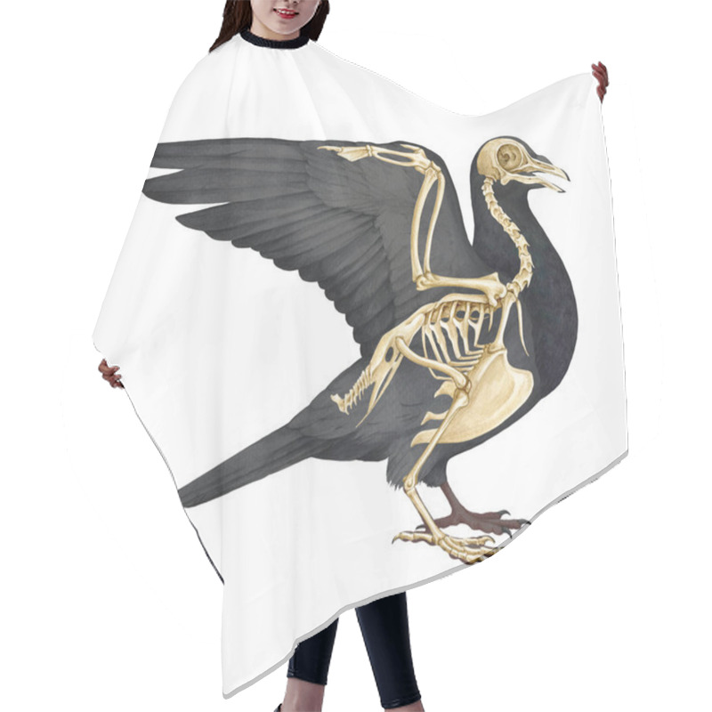 Personality  Bird Skeleton With Body Silhouette. Realistic Detailed Illustration. Bird Internal Anatomy Structure For Study. Pigeon Skeleton With All Detailed Bones Science Image On White Background. Hair Cutting Cape