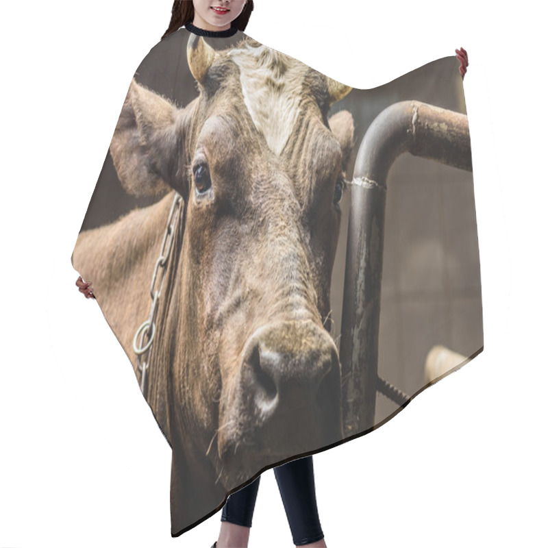 Personality  Brown Cow In Stall Hair Cutting Cape