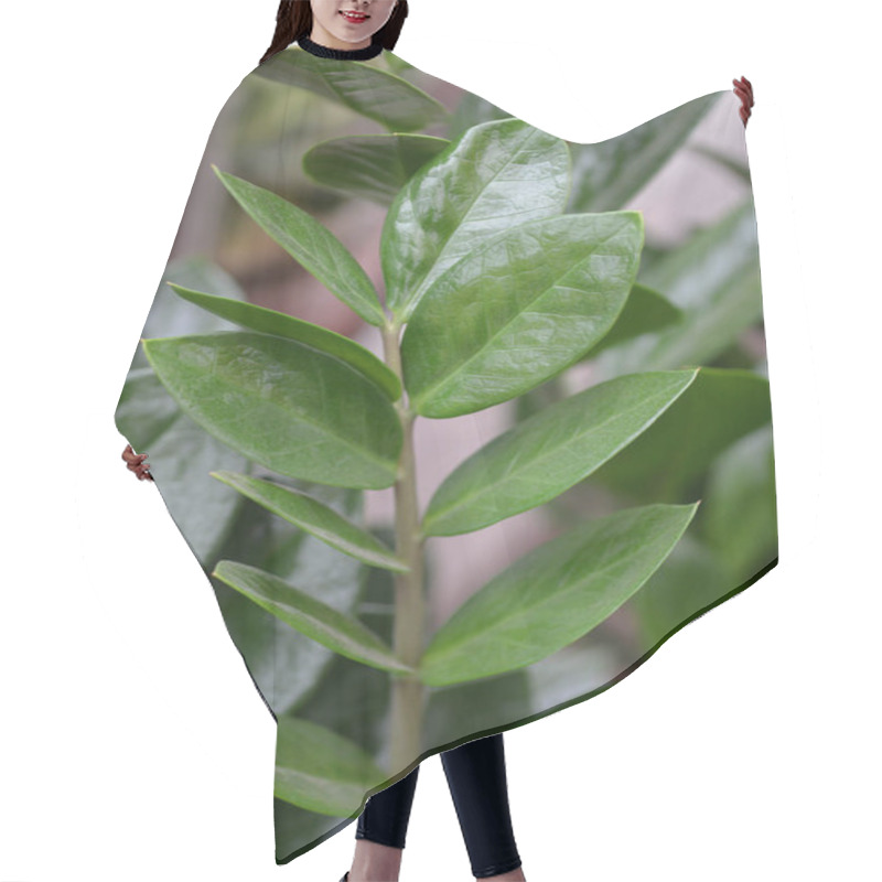 Personality  Zanzibar Gem Leaves - Latin Name - Zamioculcas Zamiifolia Hair Cutting Cape