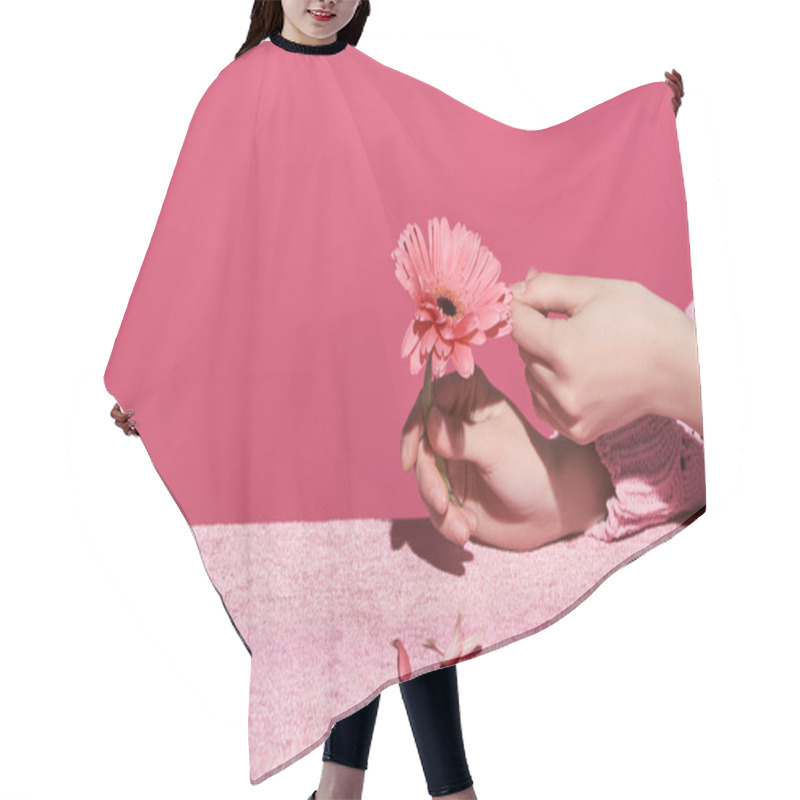 Personality  Cropped View Of Woman Picking Out Gerbera Petals On Velour Cloth Isolated On Pink, Girlish Concept  Hair Cutting Cape