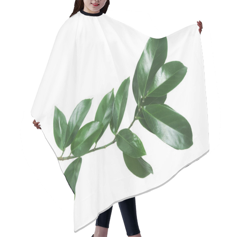 Personality  Branch Of Green Leaves Isolated On White Background. Hair Cutting Cape