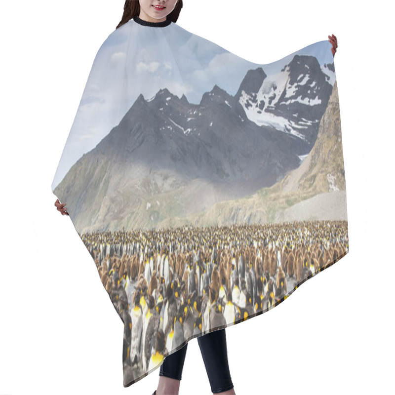 Personality  King Penguins Breeding Colony In An Island Of South Georgia Hair Cutting Cape