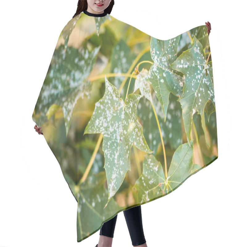 Personality  Powdery Mildew On Foliage Of Acer Tataricum Or Tatarian Maple. Hair Cutting Cape