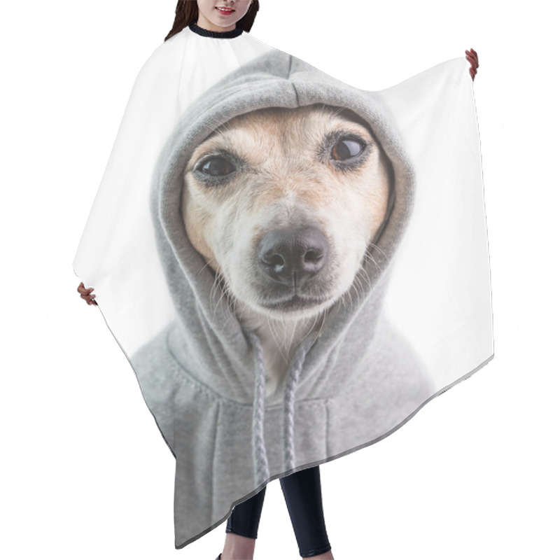 Personality  A Serious Focused Look With Contempt. Haughty Judgmental Dog Face In Hood. Funny Dog Calm Mood. White Background Hair Cutting Cape