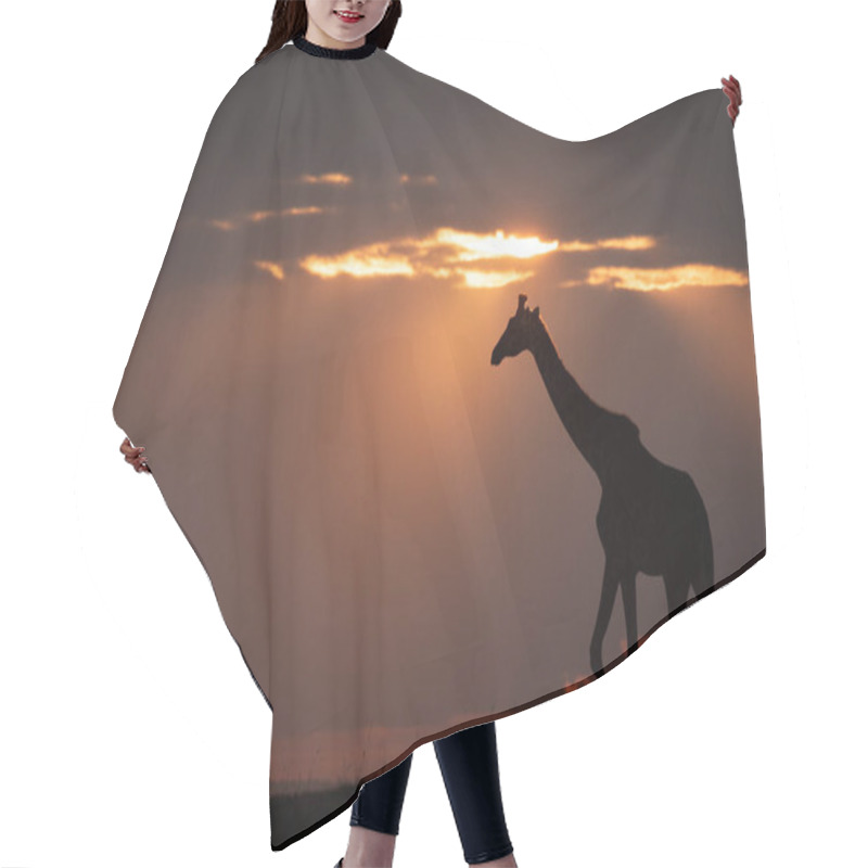 Personality  Masai Giraffe At Sundown Walks Along Horizon Hair Cutting Cape