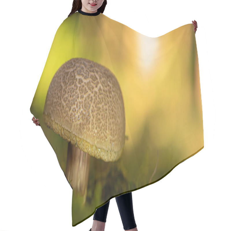 Personality  Beautiful Mushroom In Atmospheric Environment. Latin Name Xeroco Hair Cutting Cape