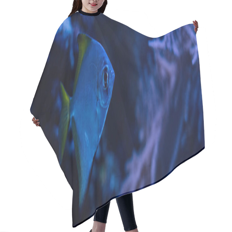 Personality  Exotic Fish Swimming Under Water In Dark Aquarium With Blue Lighting, Panoramic Shot Hair Cutting Cape