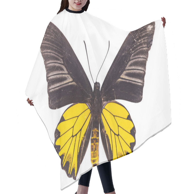 Personality  Butterfly Species Golden Birdwing(M), Troides Aeacus Isolated On Hair Cutting Cape