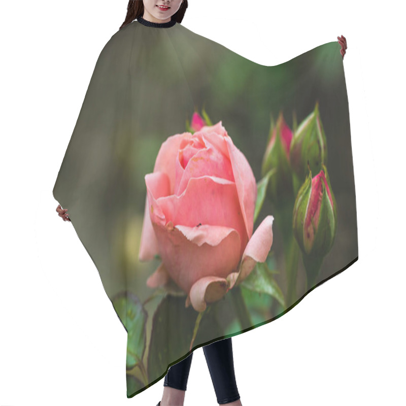 Personality  Close Up Of Pink Rose With Background Of Green Leaves In A Garden. Hair Cutting Cape