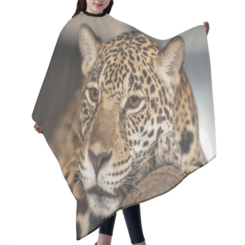 Personality  Portrait Of Leopard Hair Cutting Cape