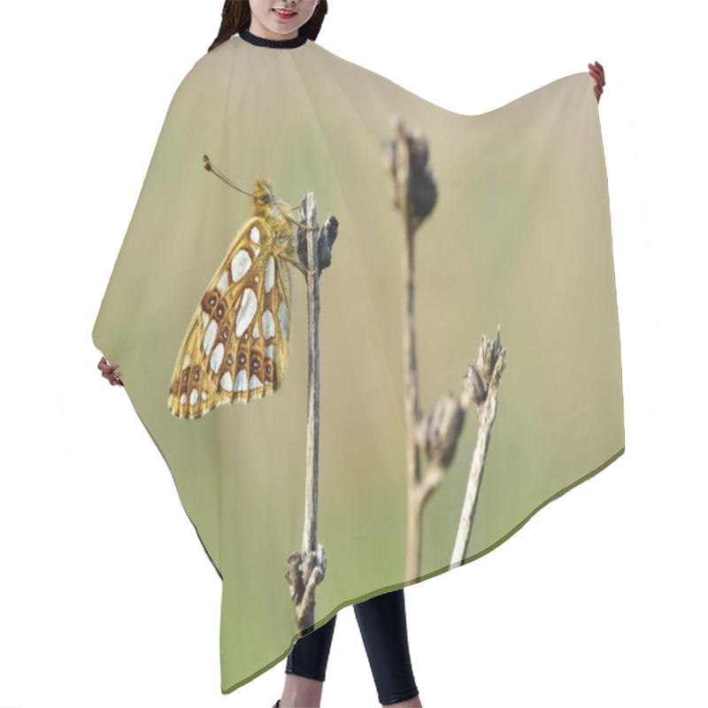 Personality  Photos Of Butterflies Feeding On Flowers Hair Cutting Cape