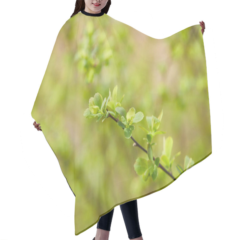 Personality  Close Up Of Green Flowers On Tree Branch On Blurred Background With Copy Space Hair Cutting Cape