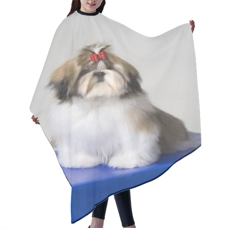 Personality  Portrait Of Shih-Tzu Puppy Hair Cutting Cape