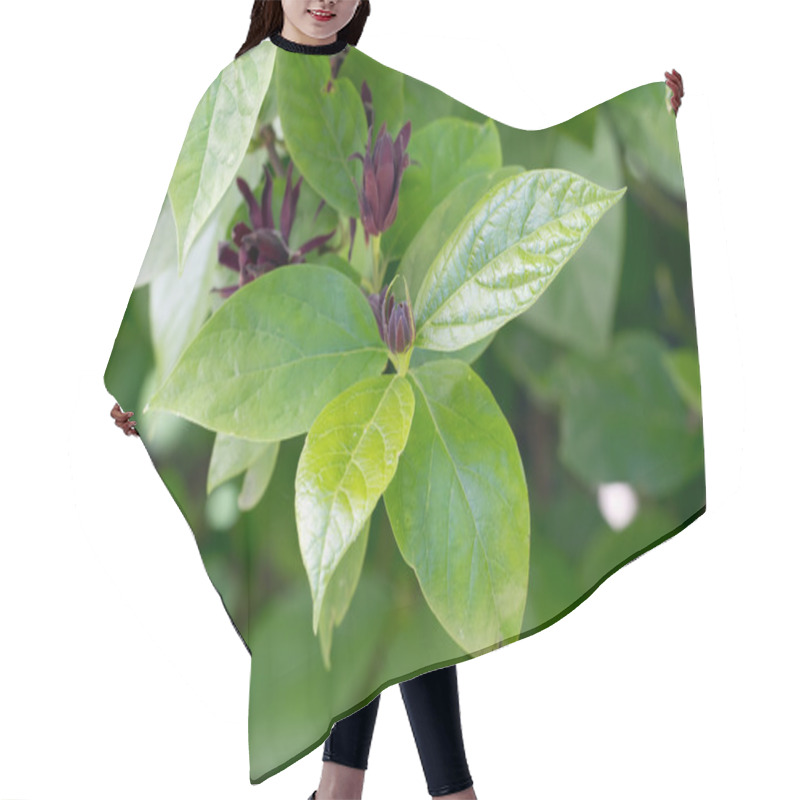 Personality  Sweetshrub (Calycanthus Floridus) Hair Cutting Cape