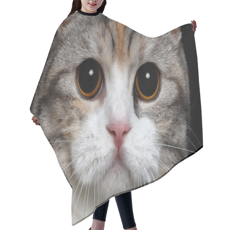 Personality  British Cat With Big Round Eyes Hair Cutting Cape