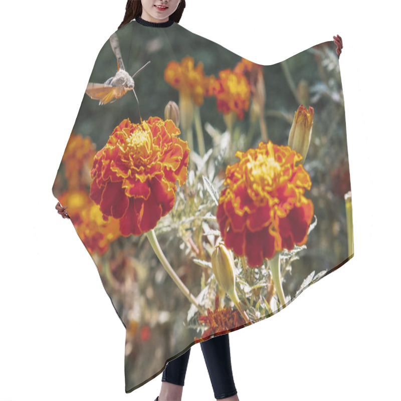 Personality  Bumblebee And French Marigolds Background. Floral Background. Yellow And Red Marigold. Orange Marigolds. Red Marigold. Red And Yellow Flowers. Orange French Marigold. Red French Marigold. Hair Cutting Cape