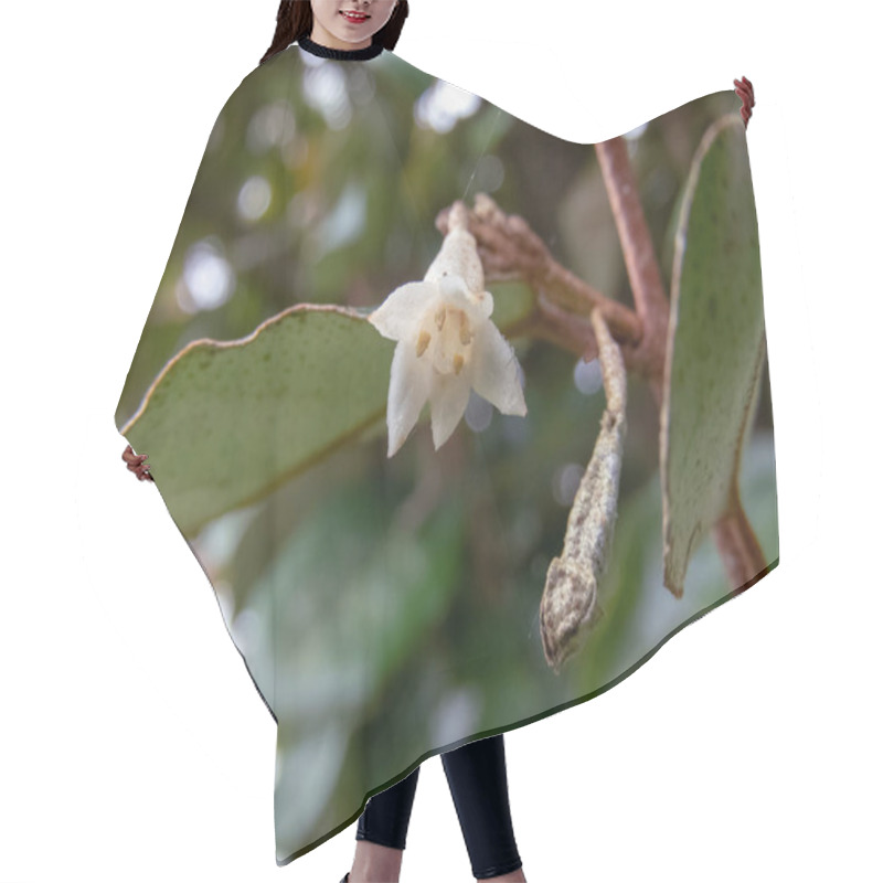 Personality  Thorny Olive,spiny Oleaster Or Silverthorn White Flower Closeup. Elaeagnus Pungens Ornamental Plant Bloom. Hair Cutting Cape