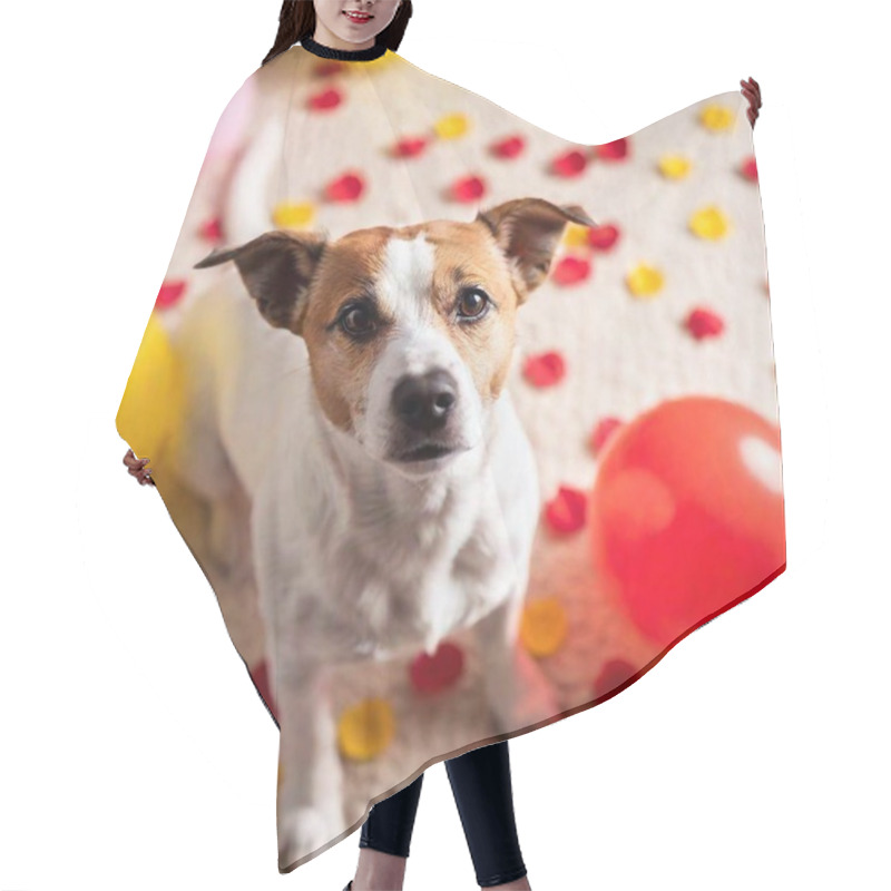 Personality  Dog In A Hat With Balloons And Petals Hair Cutting Cape