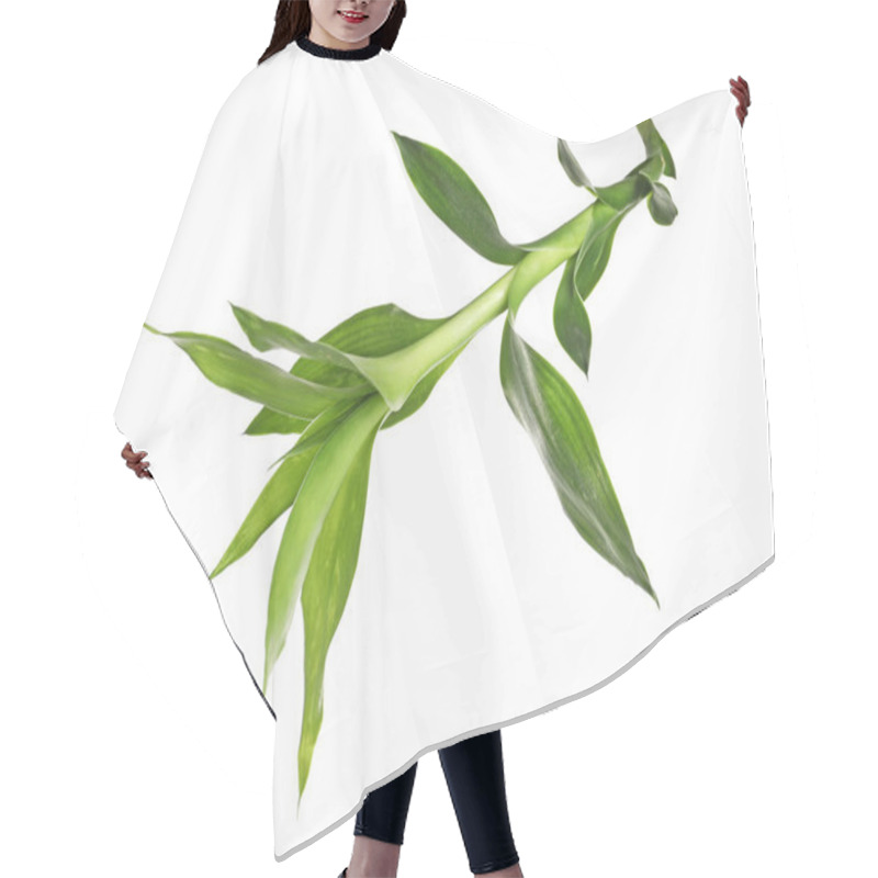 Personality  Beautiful Green Bamboo Leaves On White Background Hair Cutting Cape