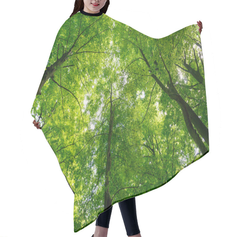 Personality  Natural Forest Of Beech  Hair Cutting Cape