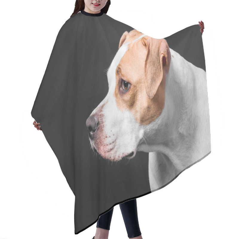 Personality  American Staffordshire Terrier Dog Isolated On Black Background Hair Cutting Cape