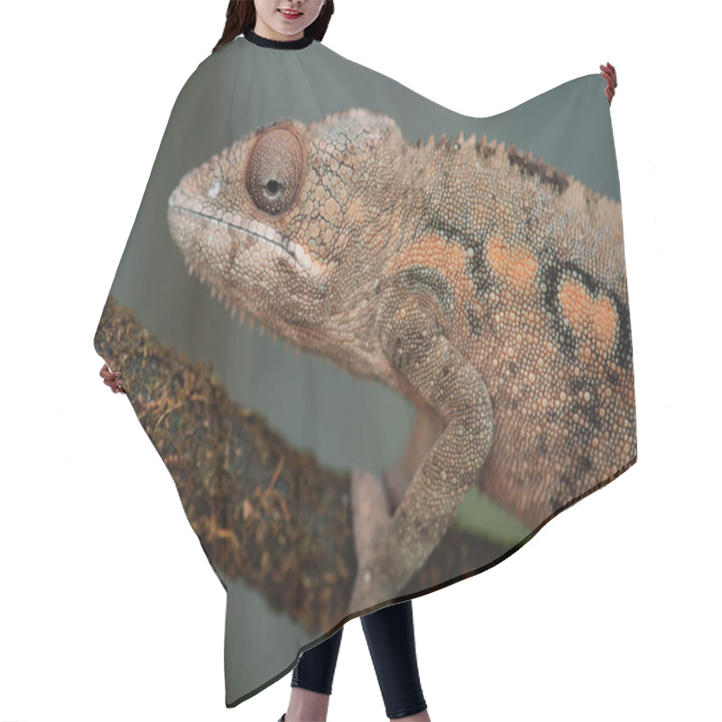 Personality  A Close-up Image Of A Chameleon Perched On A Textured Branch. Hair Cutting Cape