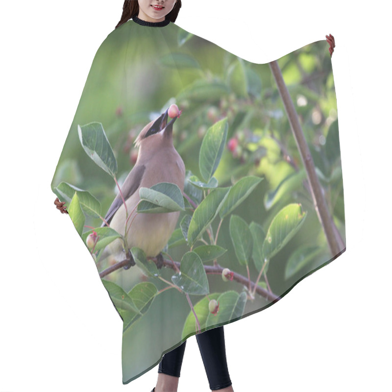 Personality  Eating Cedar Waxwing Hair Cutting Cape