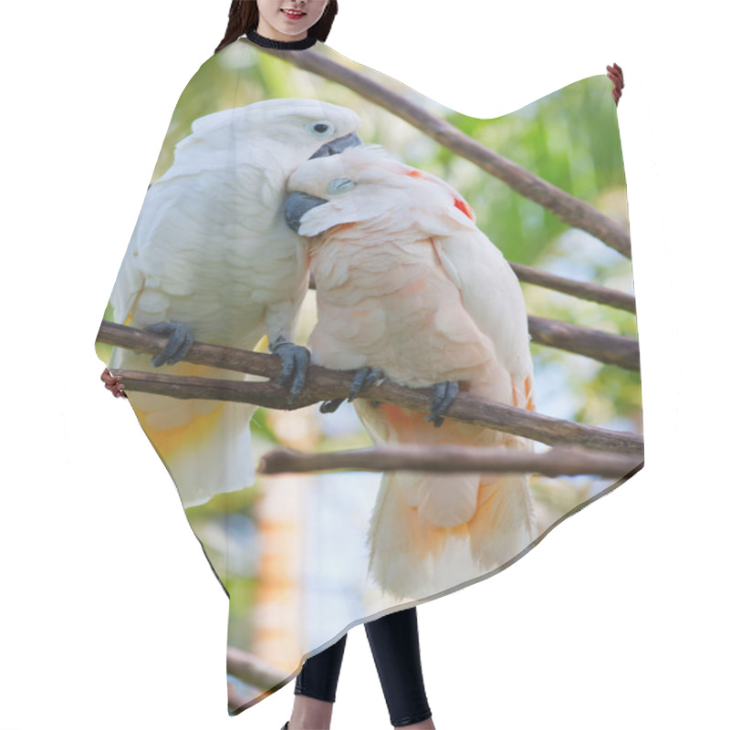 Personality  Pair Of Cockatoo Parrots On The Tree Hair Cutting Cape