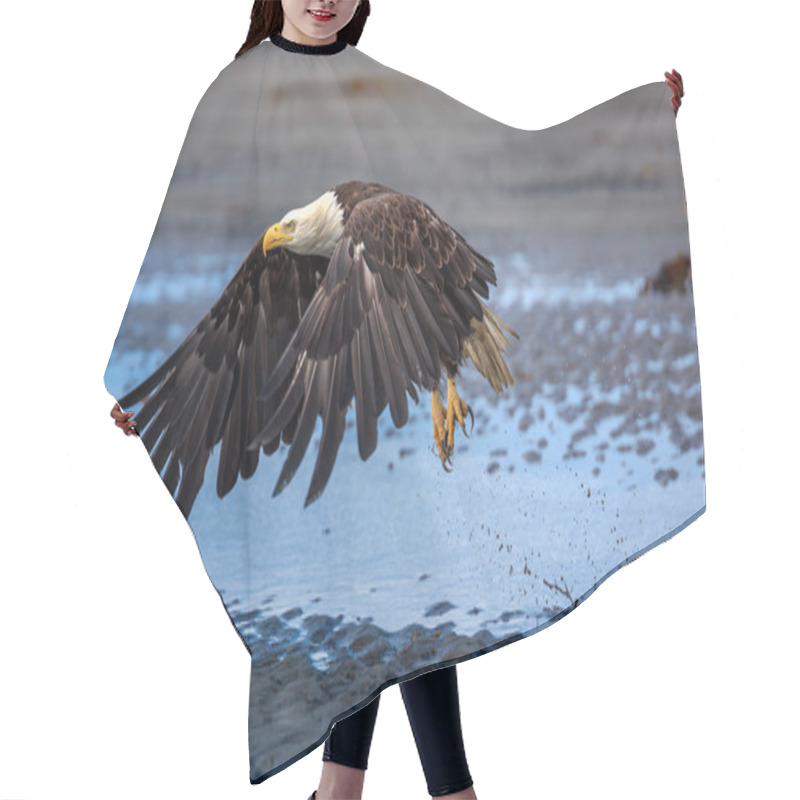 Personality  American Bald Eagle At Alaska Hair Cutting Cape