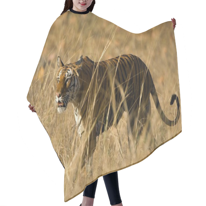 Personality  ROYAL BENGAL TIGER. Hair Cutting Cape