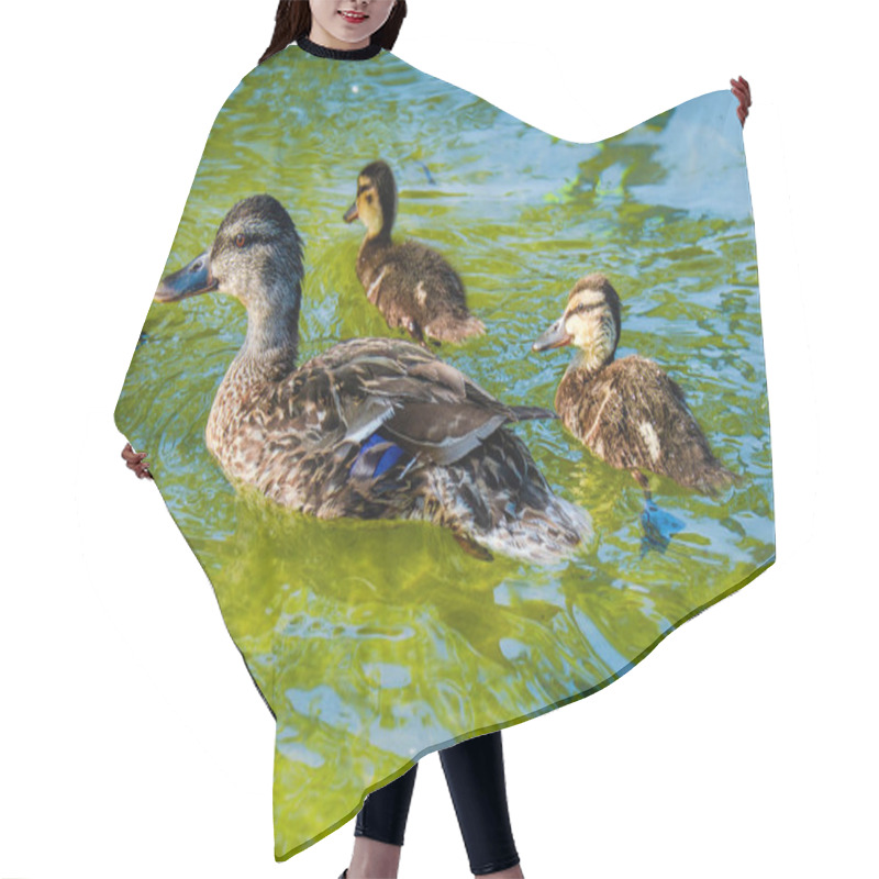 Personality  Wild Duck Swimming In Water In Small Lake Hair Cutting Cape