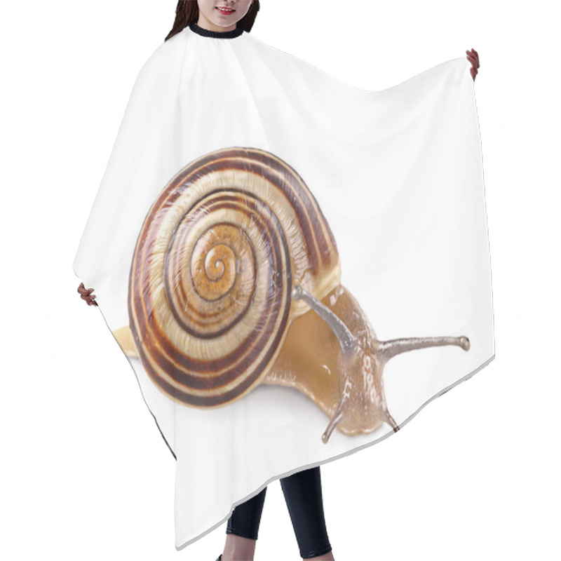 Personality  Garden Banded Snail Isolated On A White Background Hair Cutting Cape